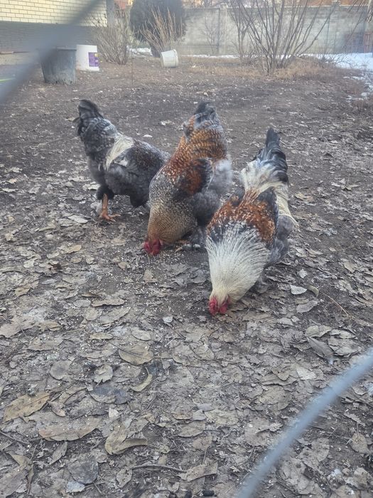 Продаются молодые петушки