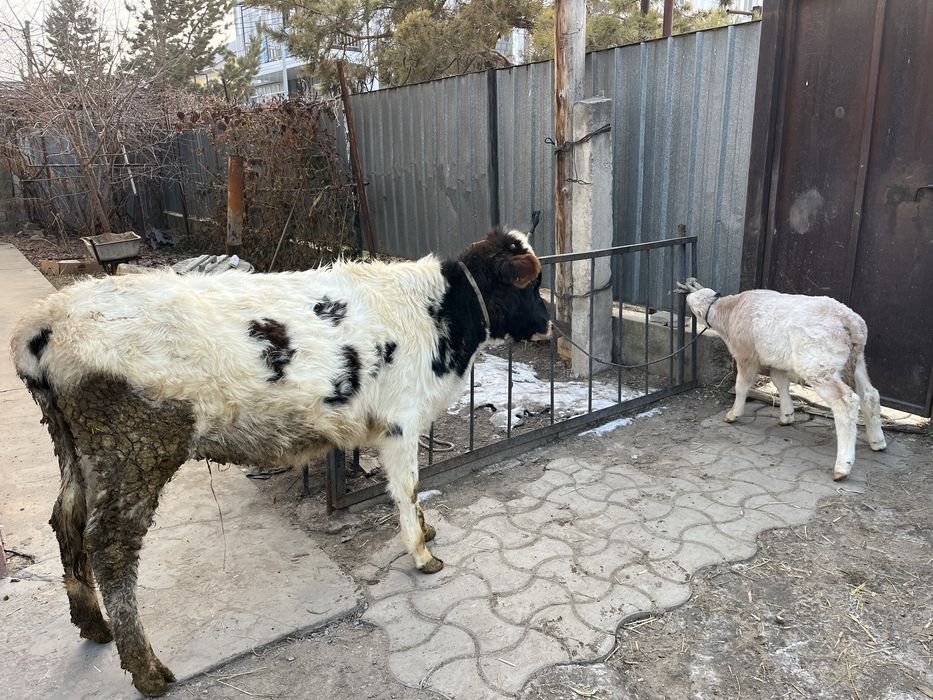 Тана мен бузау сатам