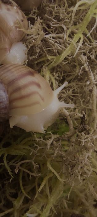 Продаются улитки Ахатины Альбиносы