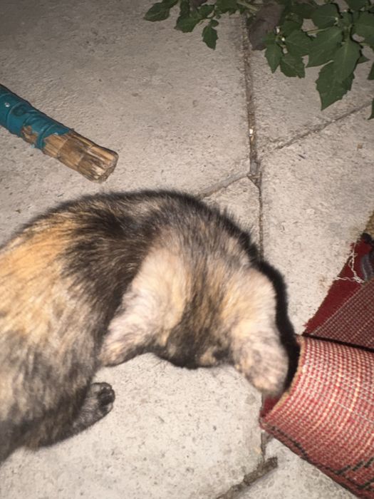 Котята маленькие