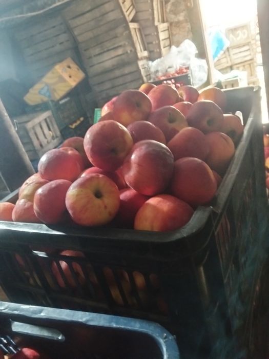 Mere Florian și Idared en- gros