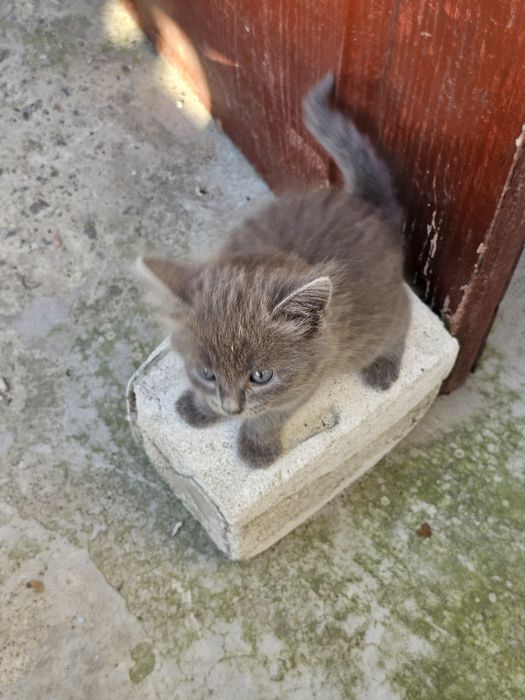 Sunt foarte frumoși și deștepți corcitură bermanez