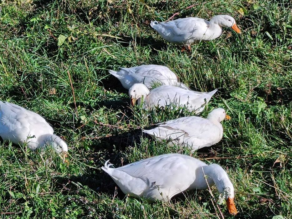 Vând boboci de rațe rasa Pekin