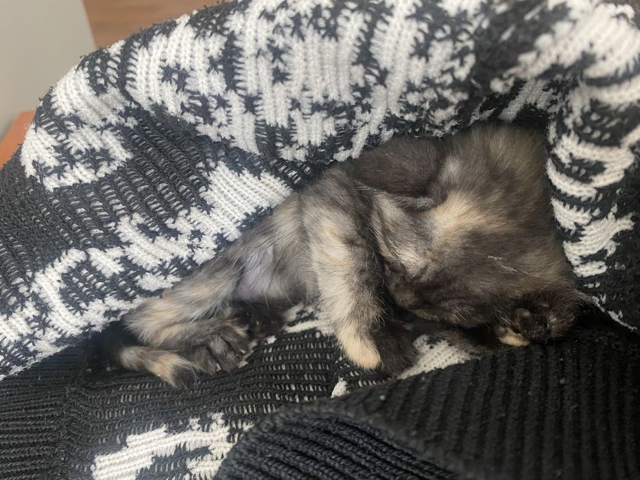 Котенок ишет дом
