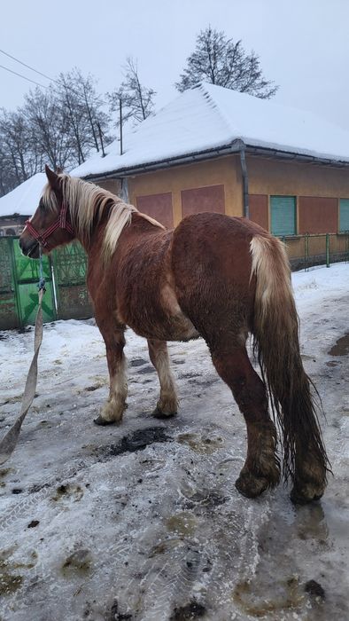 Vând mânz armăsar 2 ani