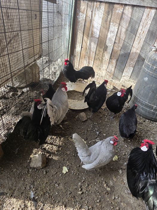 De vânzare  ,Cocoșii Rozecomb Bantam
