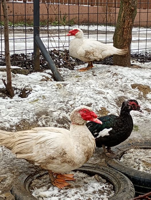 Familii de rațe leșești