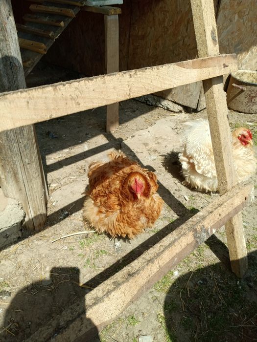 Oua cochinchina pitic