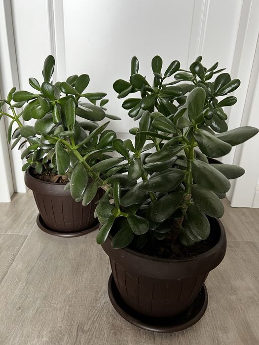 Arbore de jad sau pomul banului…