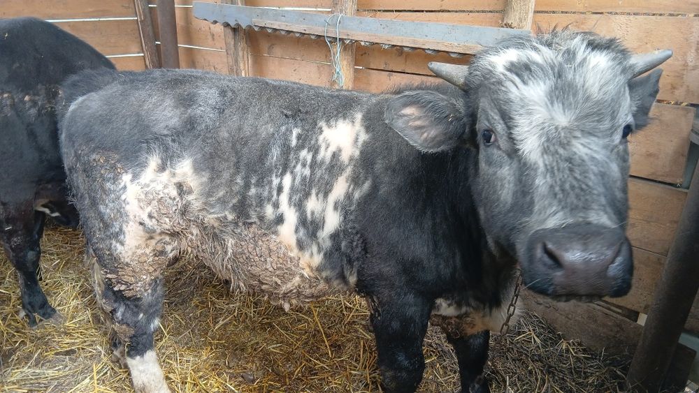 Taur Blue Belgian s-a vândut