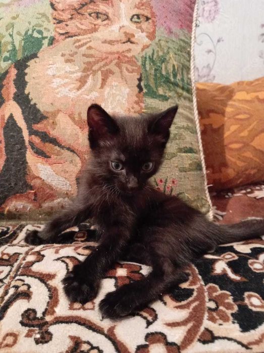 Котята ищут хозяина