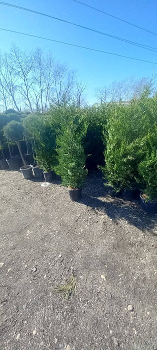 Chiparos Leylandii este un conifer de talie medie, din familia Cupress