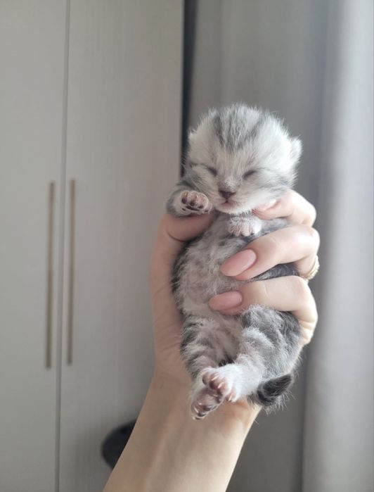 Вязка. Шотландец (скоттиш-страйт)