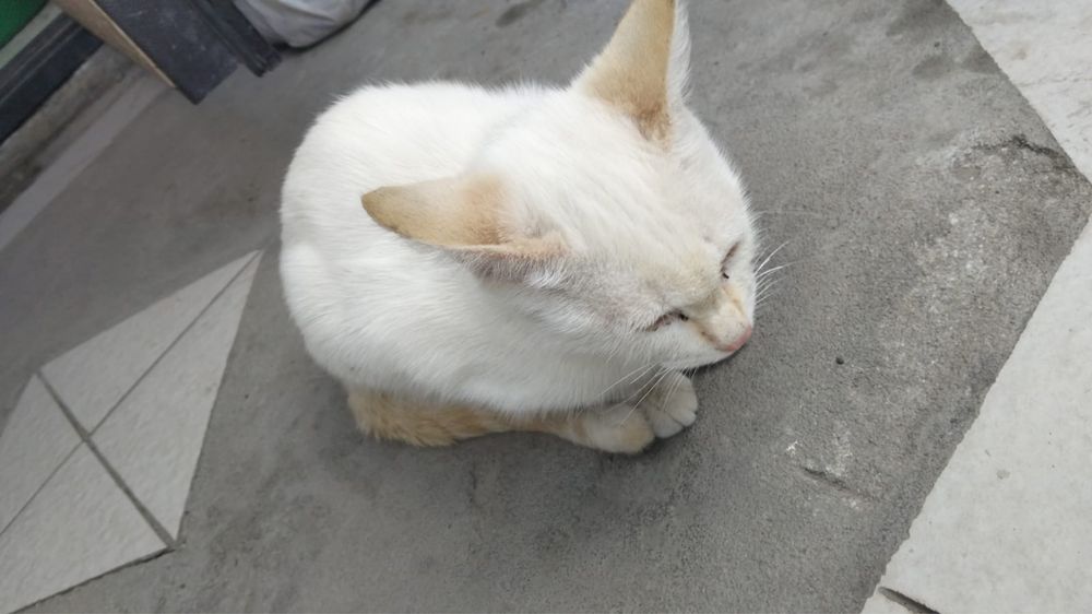 Котята бесплатно