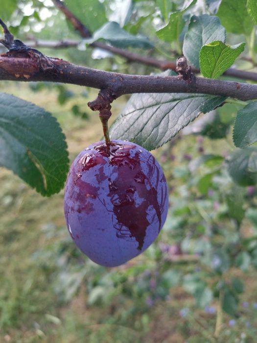 Продава се Земеделски имот в Севлиево -  кв.м за 26 €/дка - Снимка #3