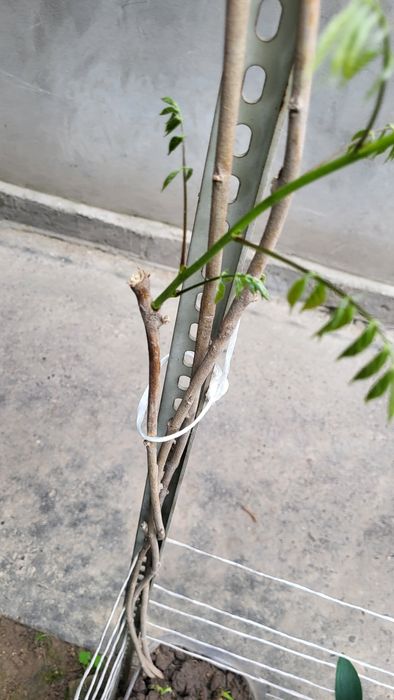 Глициния, укоренённая.