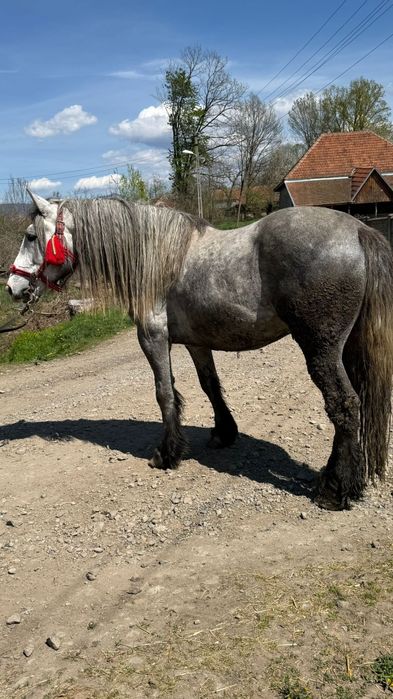 Vând mânz sur 3 ani