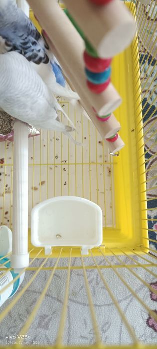 Тотыкыз сатылады