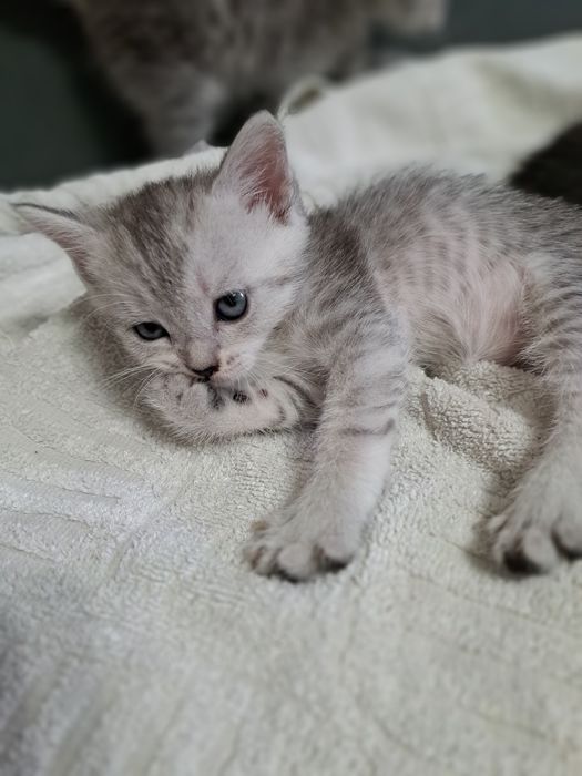 Продом породистых котят
