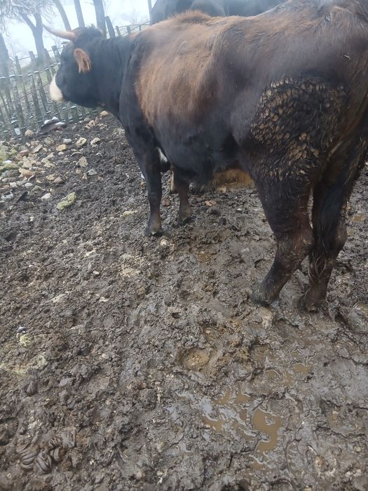 Vaca de vanzare cu vitel in burta