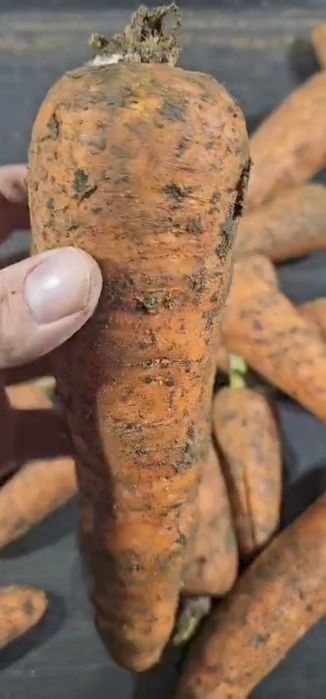 Морковь. Морковка мабиз