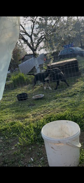 Cateluse spre adoptie