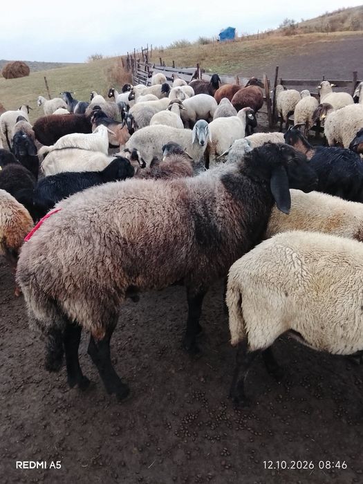 Berbec bergamasc negru
