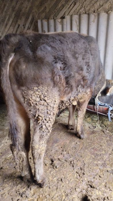 Корова продам сатамыз