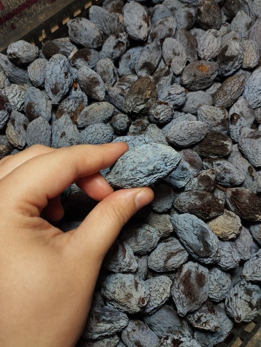 Чернослив , олхори