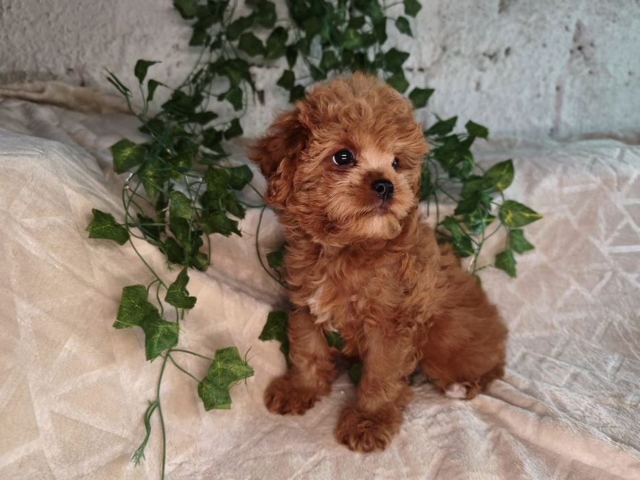 Vand baietel Cavapoo f1 rosu