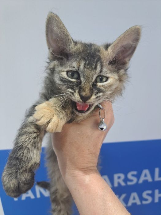Котенок в добрые руки