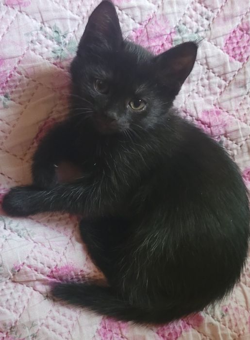 Черный гладкошерстный котенок