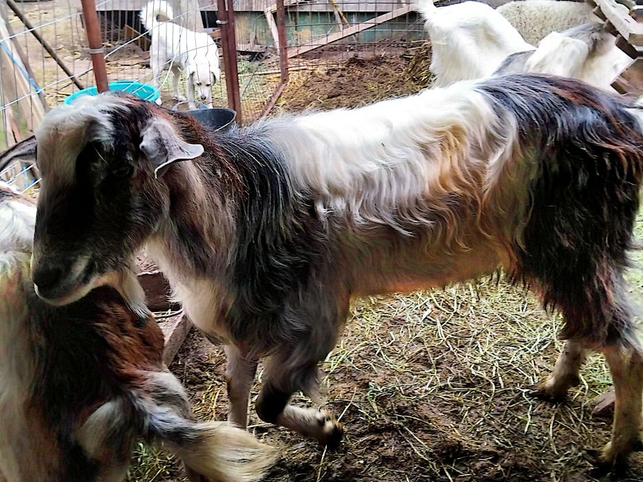 Vând țap de 1 an,rasă nubian