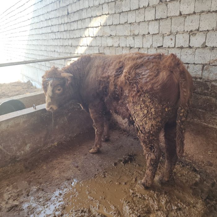 Limuzin paroda nasllikka