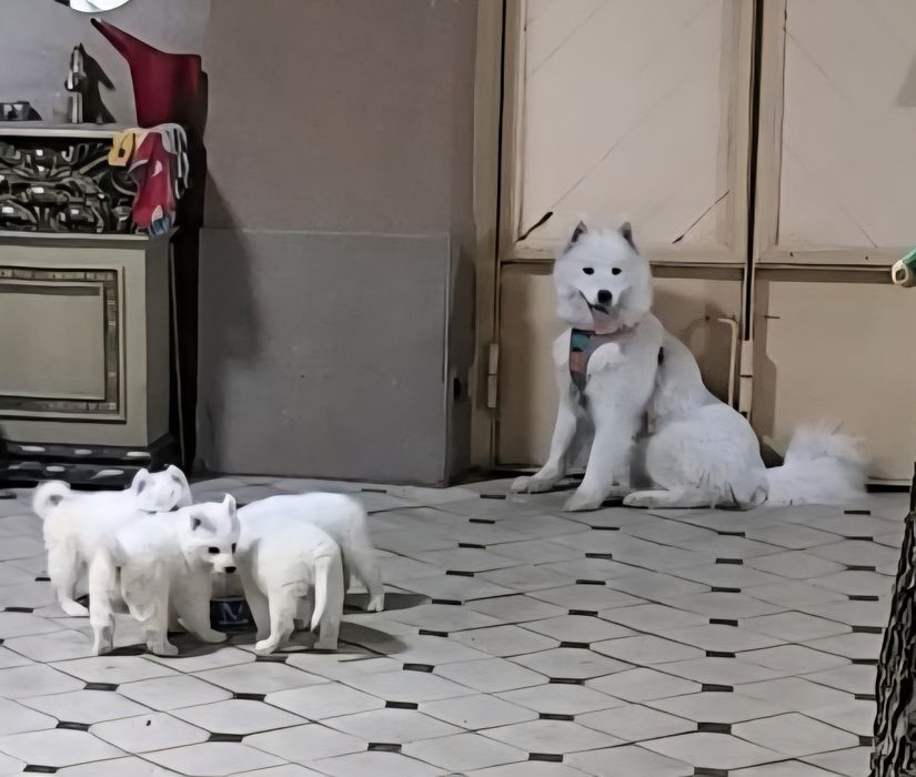Срочно Продам пара Самоеда. Готовый бизнес. Медленный доход