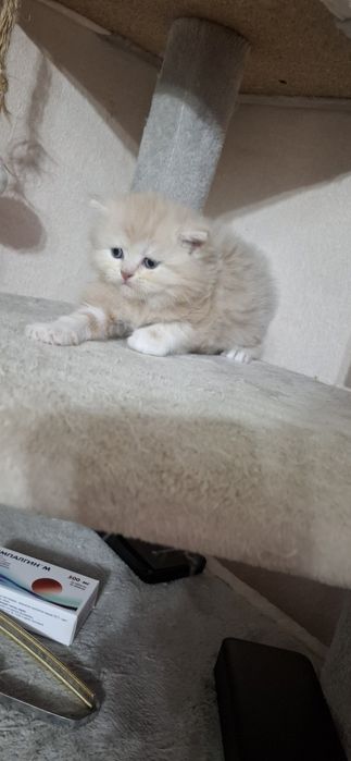 Шотландские котята страйтики