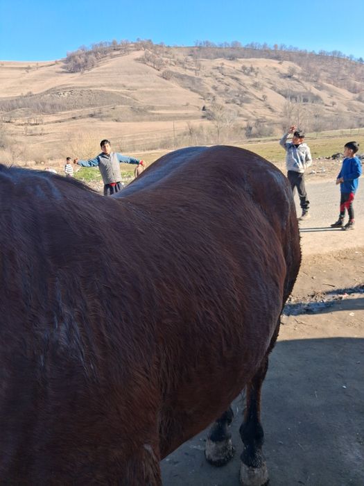 De vanzare iapa de sase ani si caruta