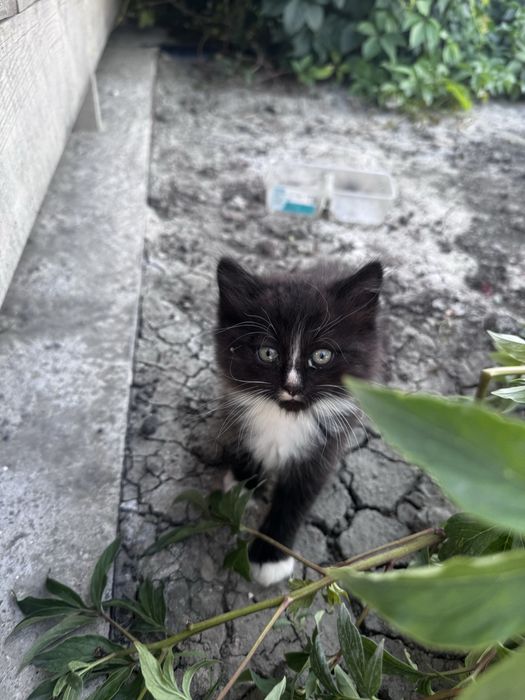 Котята 1 месяц в добрые руки