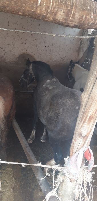 Жылқы  еті  2700 наличка