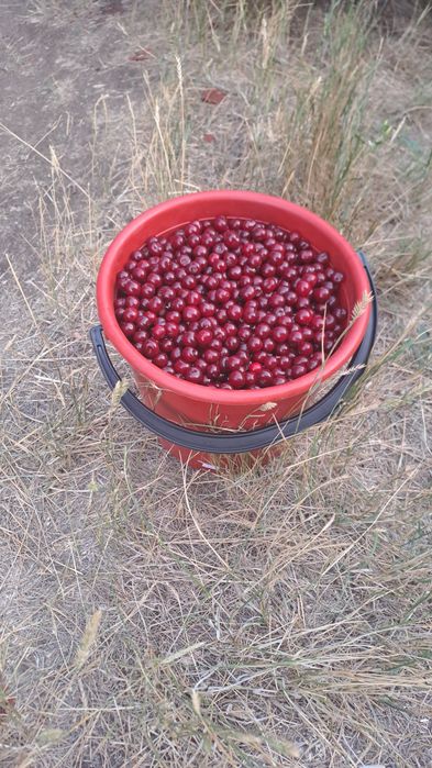 Продам вишню дачную.