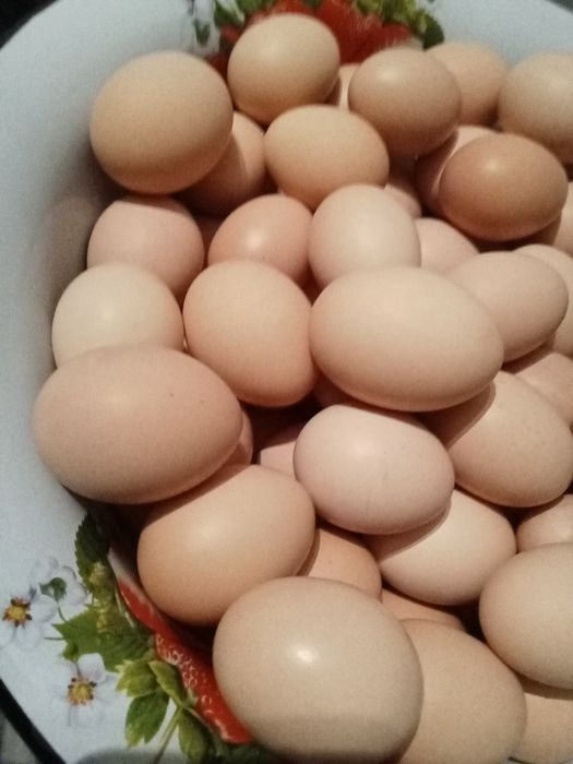 Яйцо куриное домашнее