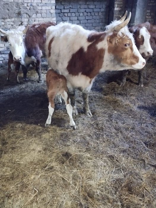 Продам корова с теленка