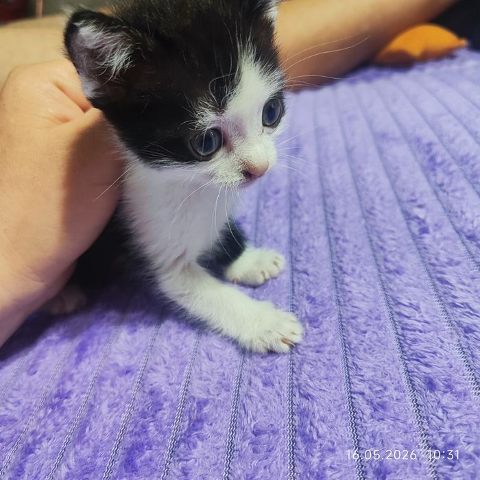 Отдам котят в хорошие руки