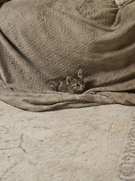 Котёнок девочка 2 месяца
