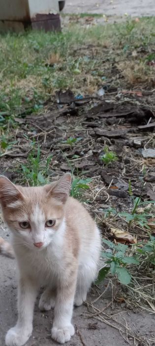 Котенца на два месеца за осиновяване