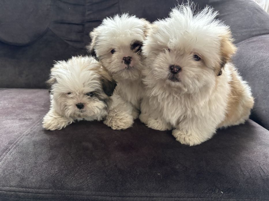 Vând căței Shih Tzu