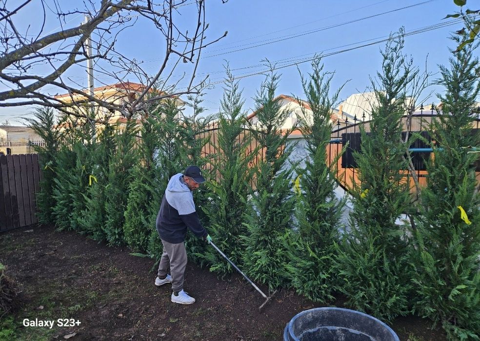 Tuia leylandii inaltime 2.50m 2.80m