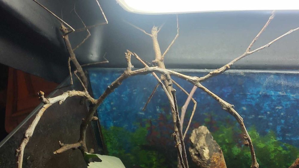 Анамската пръчка  или Annam walking stick - пръчици