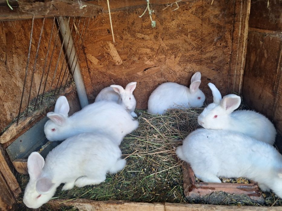 Iepuri Neozeelandez Alb