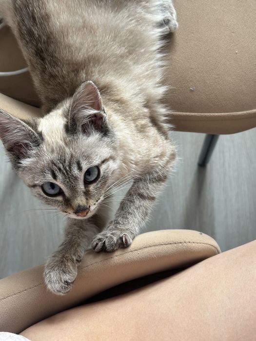 котенок девочка бесплатно